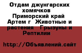 Отдам джунгарских хомячков) - Приморский край, Артем г. Животные и растения » Грызуны и Рептилии   